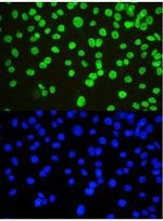 NONO Antibody in Immunocytochemistry (ICC/IF)