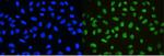 NONO Antibody in Immunocytochemistry (ICC/IF)