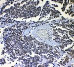 NONO Antibody in Immunohistochemistry (Paraffin) (IHC (P))