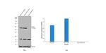 NONO Antibody in Western Blot (WB)