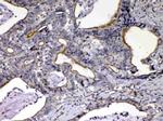 NOV Antibody in Immunohistochemistry (Paraffin) (IHC (P))