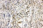 NOX1 Antibody in Immunohistochemistry (Paraffin) (IHC (P))