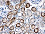 NOX1 Antibody in Immunohistochemistry (Paraffin) (IHC (P))