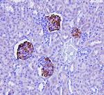 Podocin Antibody in Immunohistochemistry (Paraffin) (IHC (P))