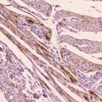 ANP Antibody in Immunohistochemistry (Paraffin) (IHC (P))