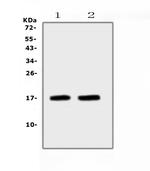 ANP Antibody in Western Blot (WB)