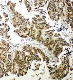 NRF1 Antibody in Immunohistochemistry (Paraffin) (IHC (P))