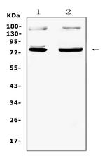 NRF1 Antibody in Western Blot (WB)