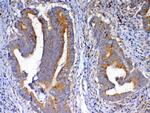 NSF Antibody in Immunohistochemistry (Paraffin) (IHC (P))