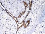 NSF Antibody in Immunohistochemistry (Paraffin) (IHC (P))