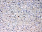 NSF Antibody in Immunohistochemistry (Paraffin) (IHC (P))