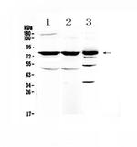 NSF Antibody in Western Blot (WB)