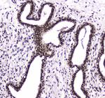 PARN Antibody in Immunohistochemistry (Paraffin) (IHC (P))