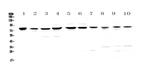 PARN Antibody in Western Blot (WB)