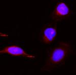 PBK Antibody in Immunocytochemistry (ICC/IF)