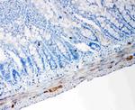 PC1/3 Antibody in Immunohistochemistry (Paraffin) (IHC (P))