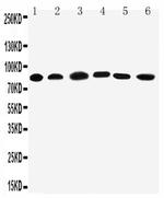 PC1/3 Antibody in Western Blot (WB)