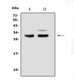 PDCD10 Antibody in Western Blot (WB)