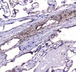 PDE4D Antibody in Immunohistochemistry (Paraffin) (IHC (P))