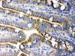 PDPK1 Antibody in Immunohistochemistry (Frozen) (IHC (F))