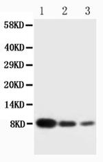 PF4 Antibody in Western Blot (WB)