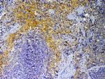 PF4 Antibody in Immunohistochemistry (Paraffin) (IHC (P))