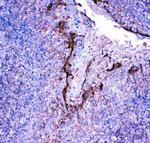 Profilin 2 Antibody in Immunohistochemistry (Paraffin) (IHC (P))