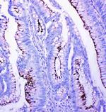 Profilin 2 Antibody in Immunohistochemistry (Paraffin) (IHC (P))