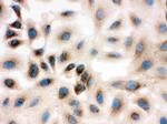 REA Antibody in Immunocytochemistry (ICC/IF)