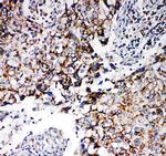 REA Antibody in Immunohistochemistry (Paraffin) (IHC (P))