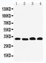 REA Antibody in Western Blot (WB)