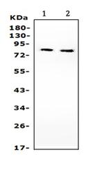 PIK3R2 Antibody in Western Blot (WB)