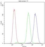 PLK2 Antibody in Flow Cytometry (Flow)