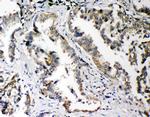 PLK2 Antibody in Immunohistochemistry (Paraffin) (IHC (P))