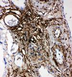 PLTP Antibody in Immunohistochemistry (Paraffin) (IHC (P))