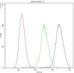 PNP Antibody in Flow Cytometry (Flow)