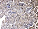 PNP Antibody in Immunohistochemistry (Paraffin) (IHC (P))