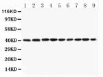 PON1 Antibody in Western Blot (WB)