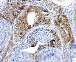 Cytochrome P450 Reductase Antibody in Immunohistochemistry (Paraffin) (IHC (P))