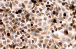 Cytochrome P450 Reductase Antibody in Immunocytochemistry (ICC/IF)