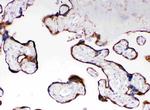 Cytochrome P450 Reductase Antibody in Immunohistochemistry (Paraffin) (IHC (P))