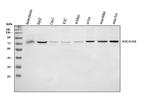 Cytochrome P450 Reductase Antibody in Western Blot (WB)