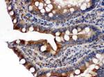 Cytochrome P450 Reductase Antibody in Immunohistochemistry (Paraffin) (IHC (P))