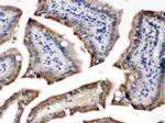 Cytochrome P450 Reductase Antibody in Immunohistochemistry (Paraffin) (IHC (P))