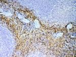 PPBP Antibody in Immunohistochemistry (Paraffin) (IHC (P))