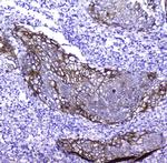 Periplakin Antibody in Immunohistochemistry (Paraffin) (IHC (P))