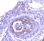 Periplakin Antibody in Immunohistochemistry (Paraffin) (IHC (P))