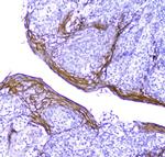 Periplakin Antibody in Immunohistochemistry (Paraffin) (IHC (P))