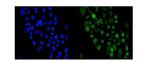 Periplakin Antibody in Immunocytochemistry (ICC/IF)