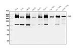 Periplakin Antibody in Western Blot (WB)